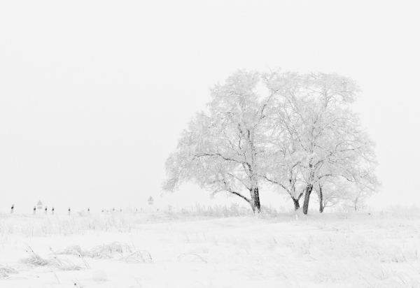 Winterlandschaft mit verschneitem Feld und Bäumen